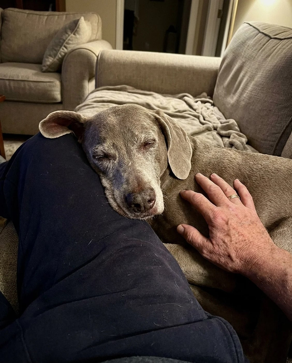 Photo — senior dog resting against an older owner's legs on a sofa, warm indoor light, owner's face out of fra